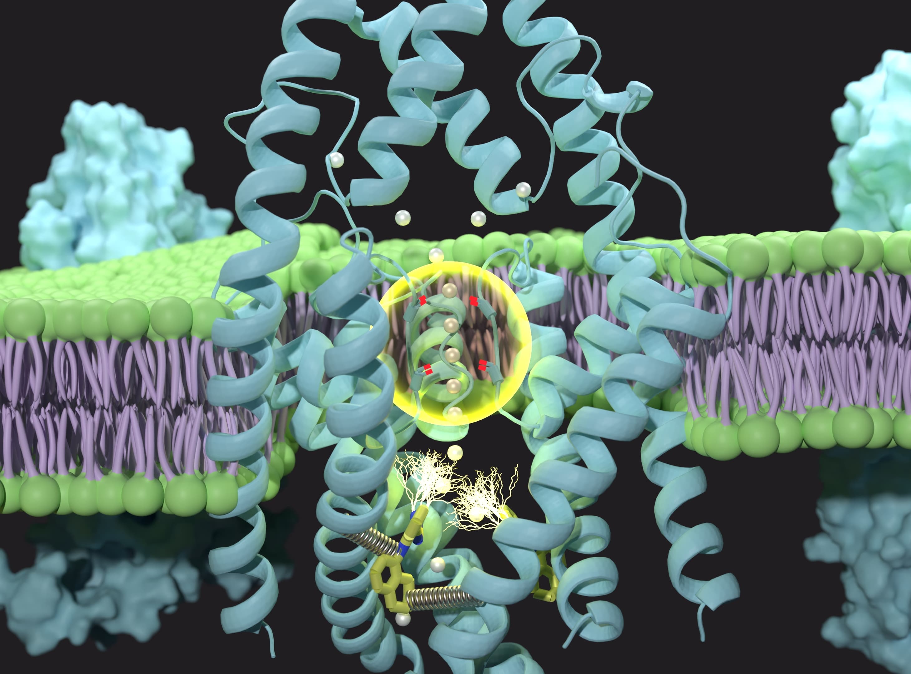 TREK2 ion channel and BL1249 molecule